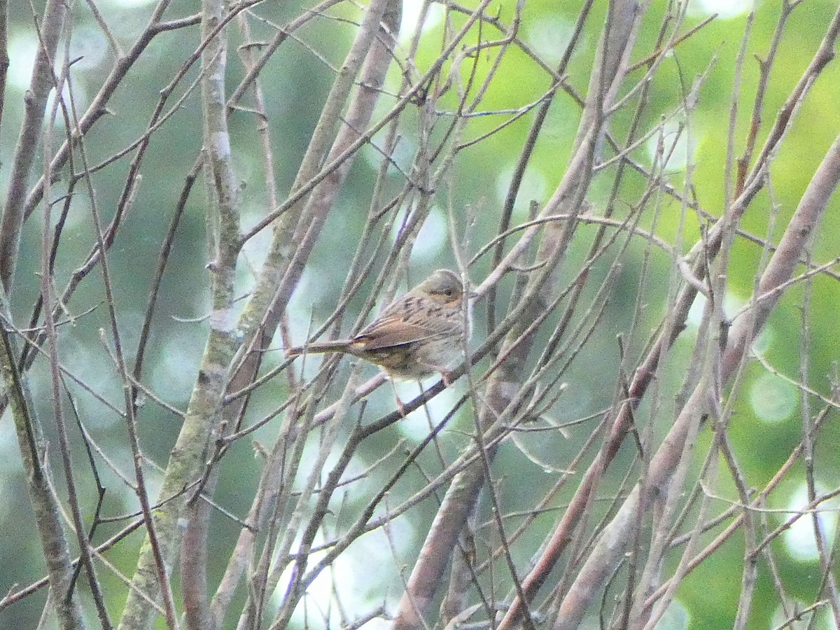 Lincoln's Sparrow - ML228261471