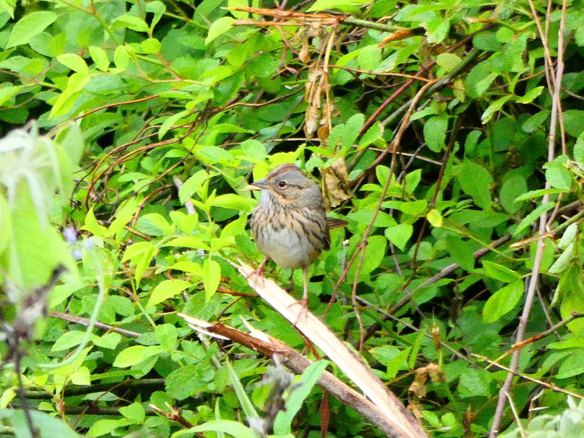 Lincoln's Sparrow - ML228261481
