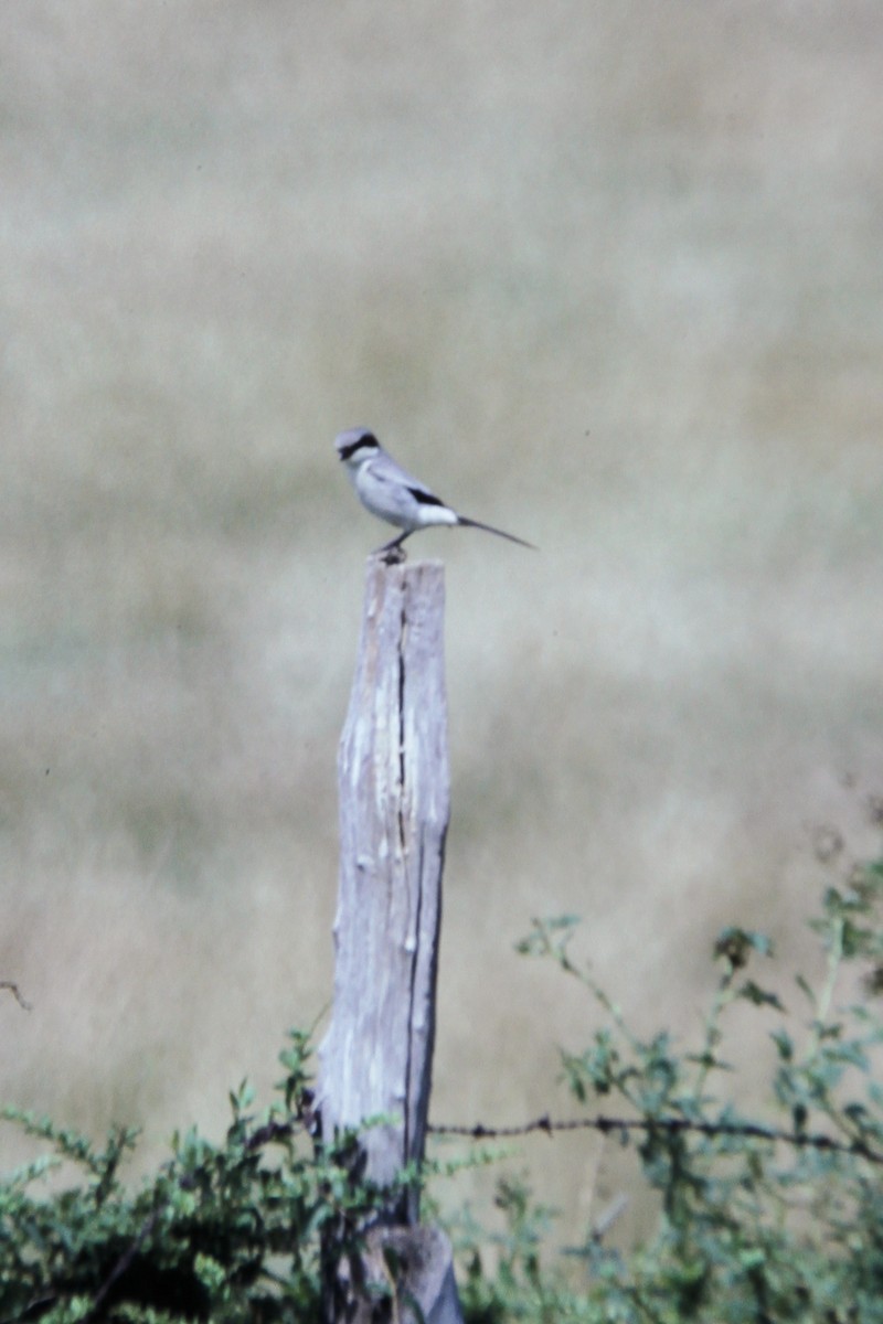 Loggerhead Shrike - ML22826291