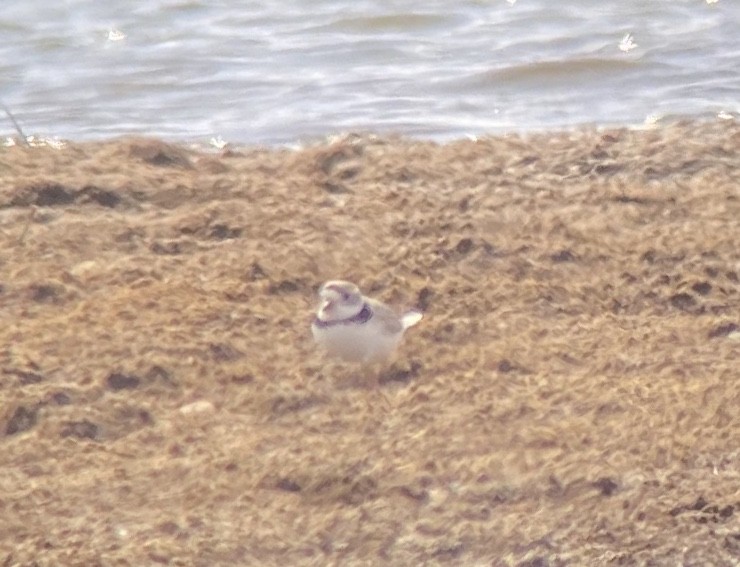 Piping Plover - ML228263351