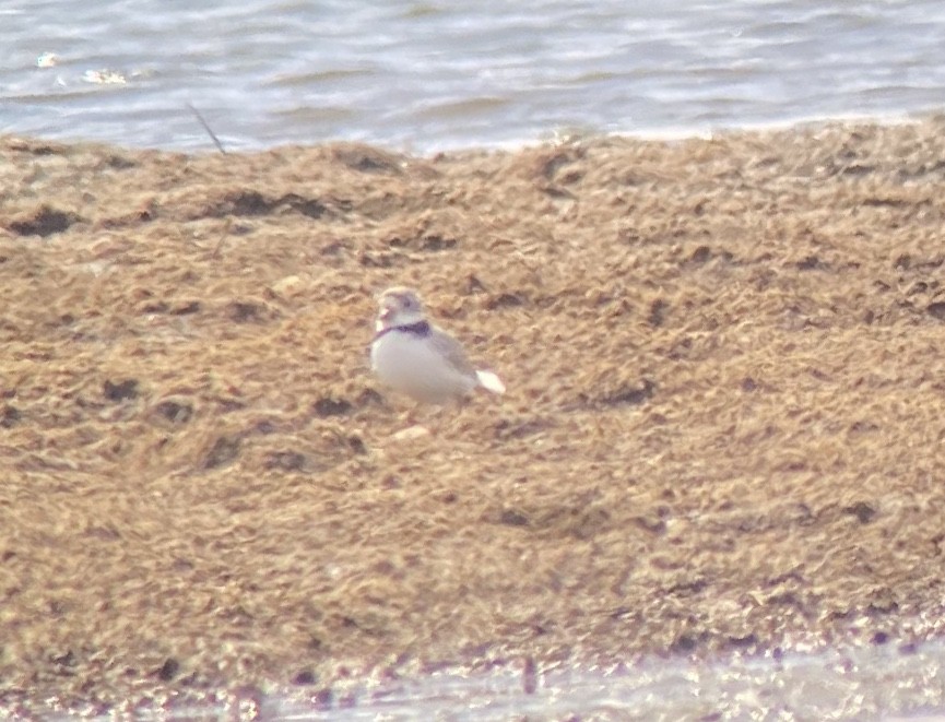 Piping Plover - ML228263361