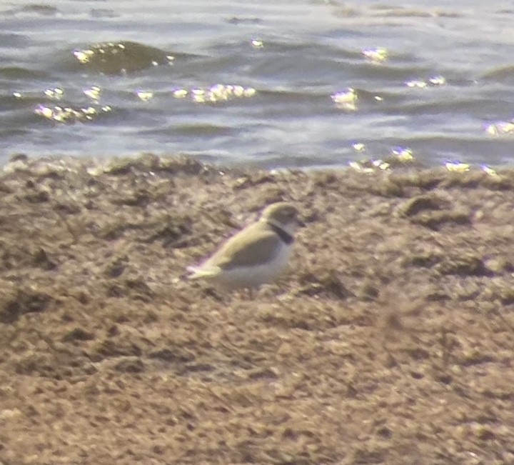 Piping Plover - ML228263711