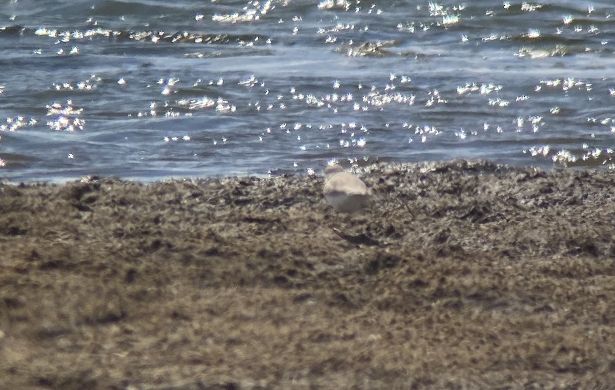 Piping Plover - ML228263721