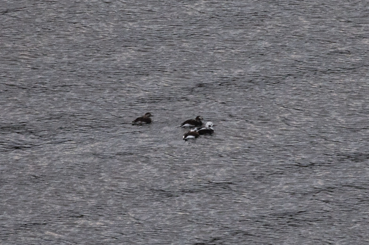 Long-tailed Duck - ML228265331