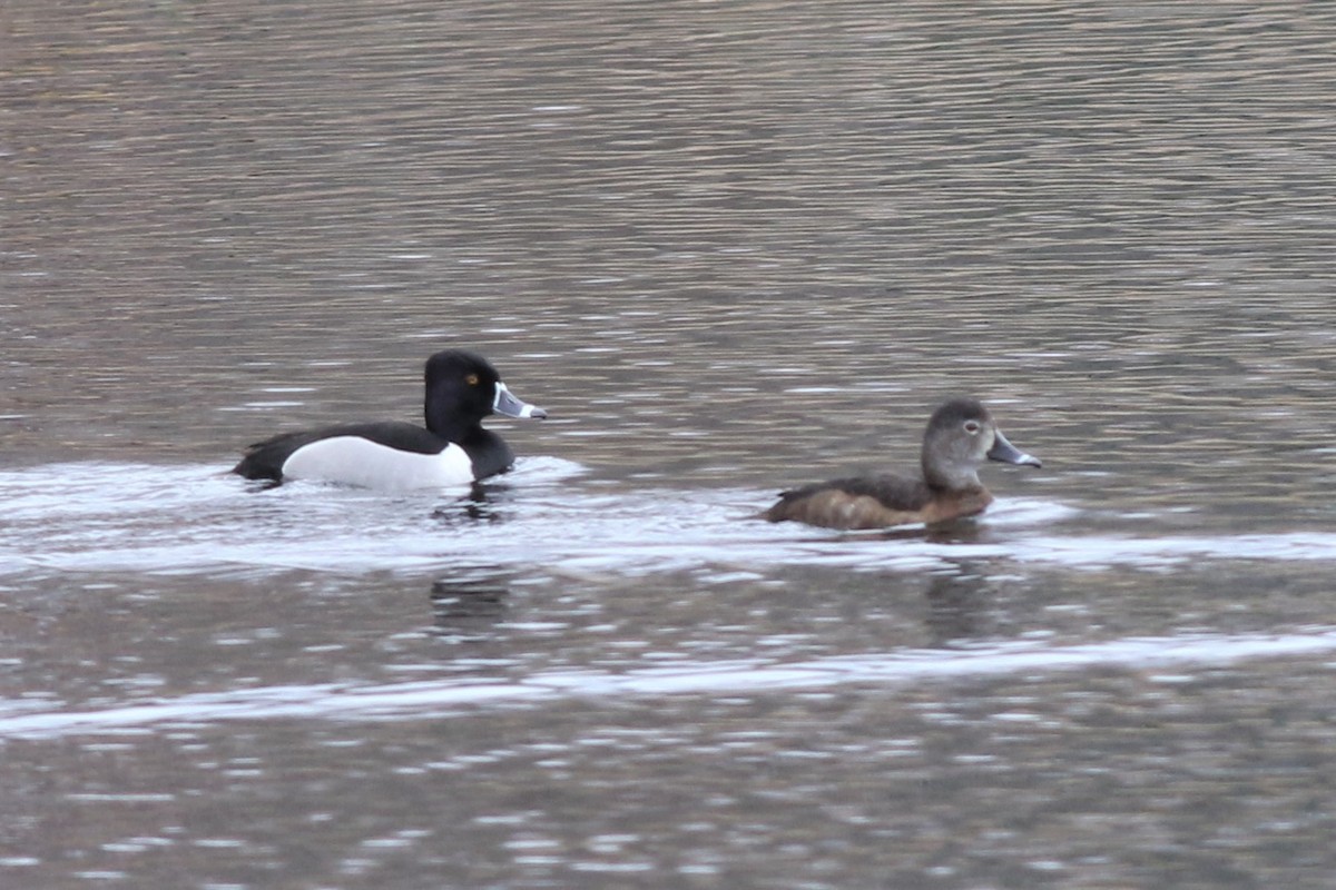 Ring-necked Duck - ML228265381