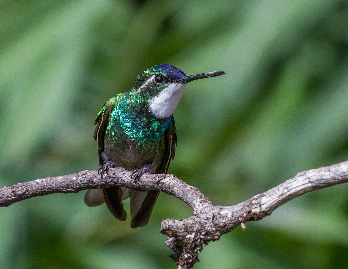 Violet-headed Hummingbird - ML228265791