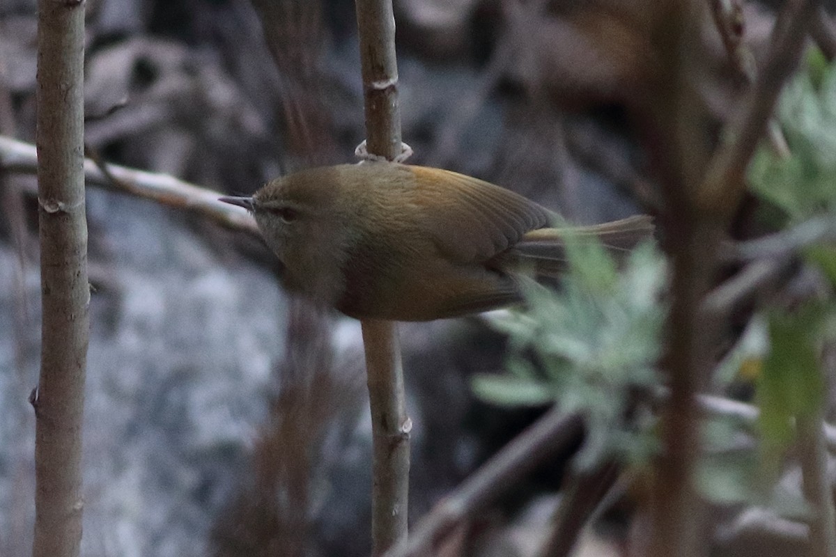 Hume's Bush Warbler - ML228266441