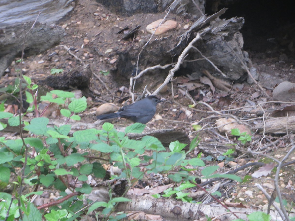 Gray Catbird - ML228267591