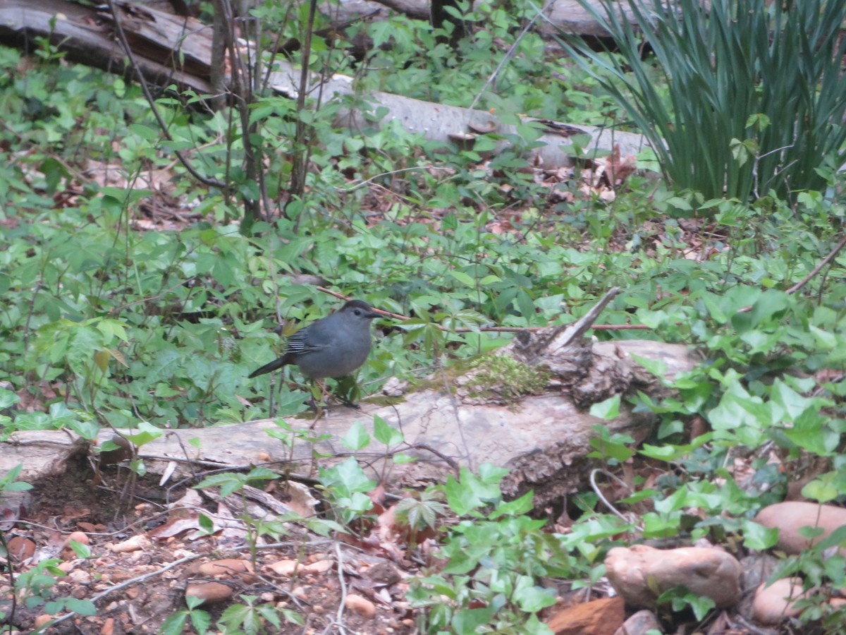 Gray Catbird - ML228267601