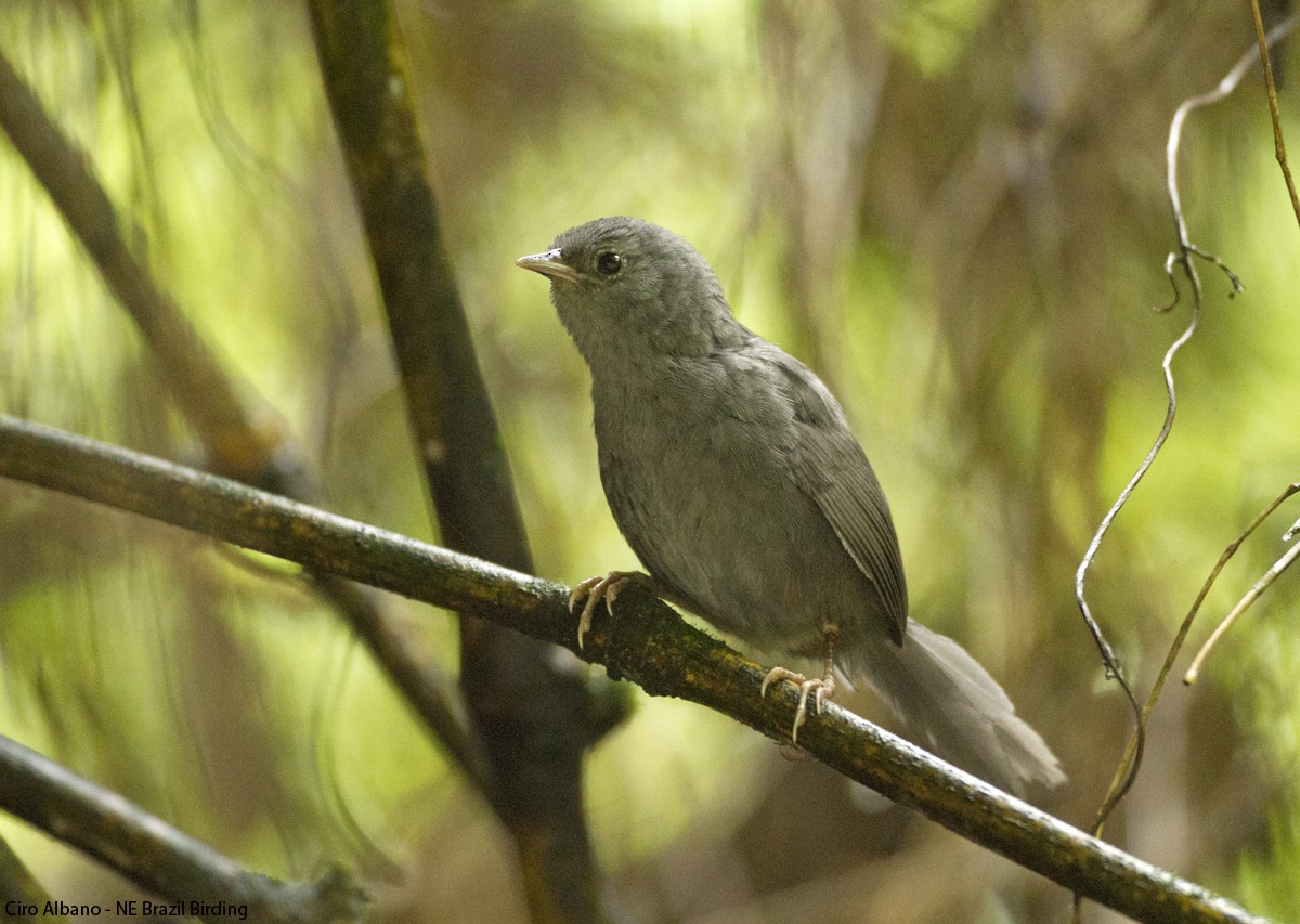 Ash-colored Tapaculo - Ciro Albano / Brazil Birding Experts