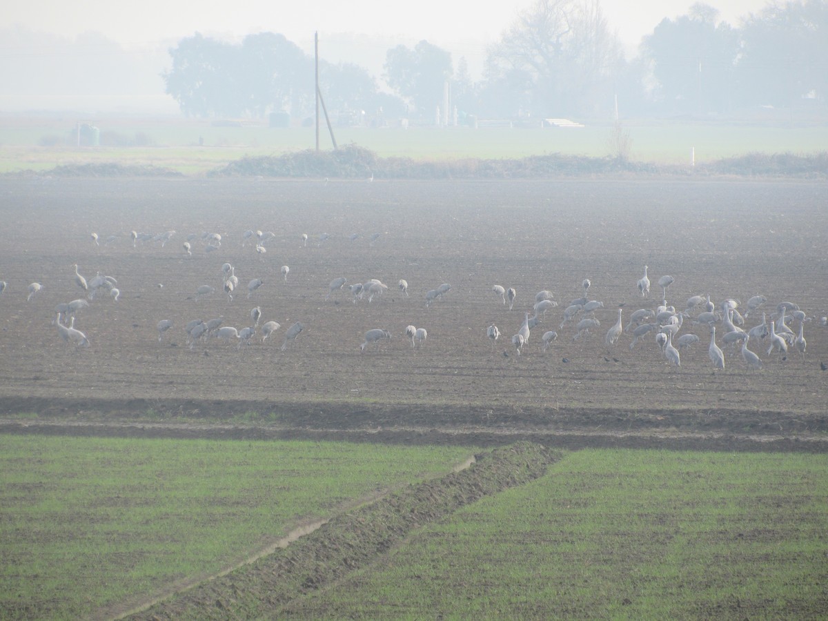 Sandhill Crane - Earthling 2020