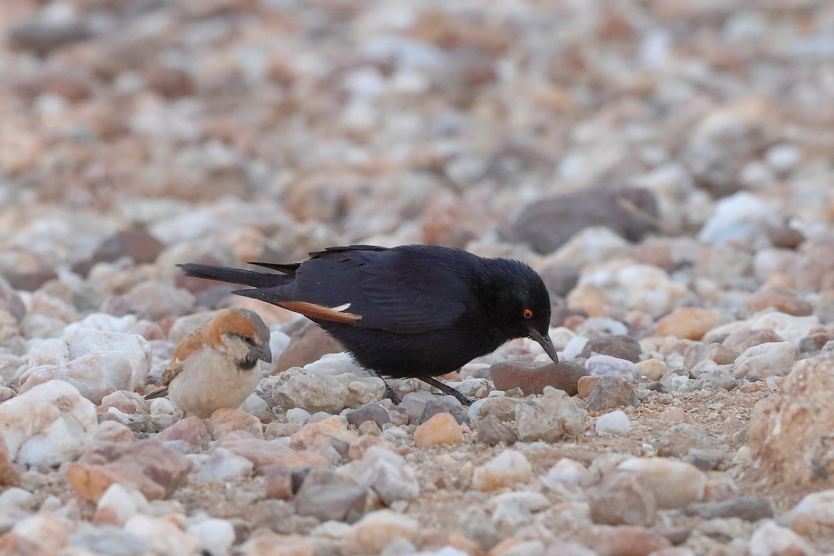 Pale-winged Starling - ML228270821