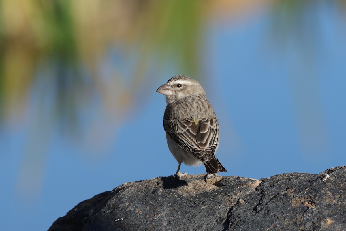 White-throated Canary - Holger Teichmann