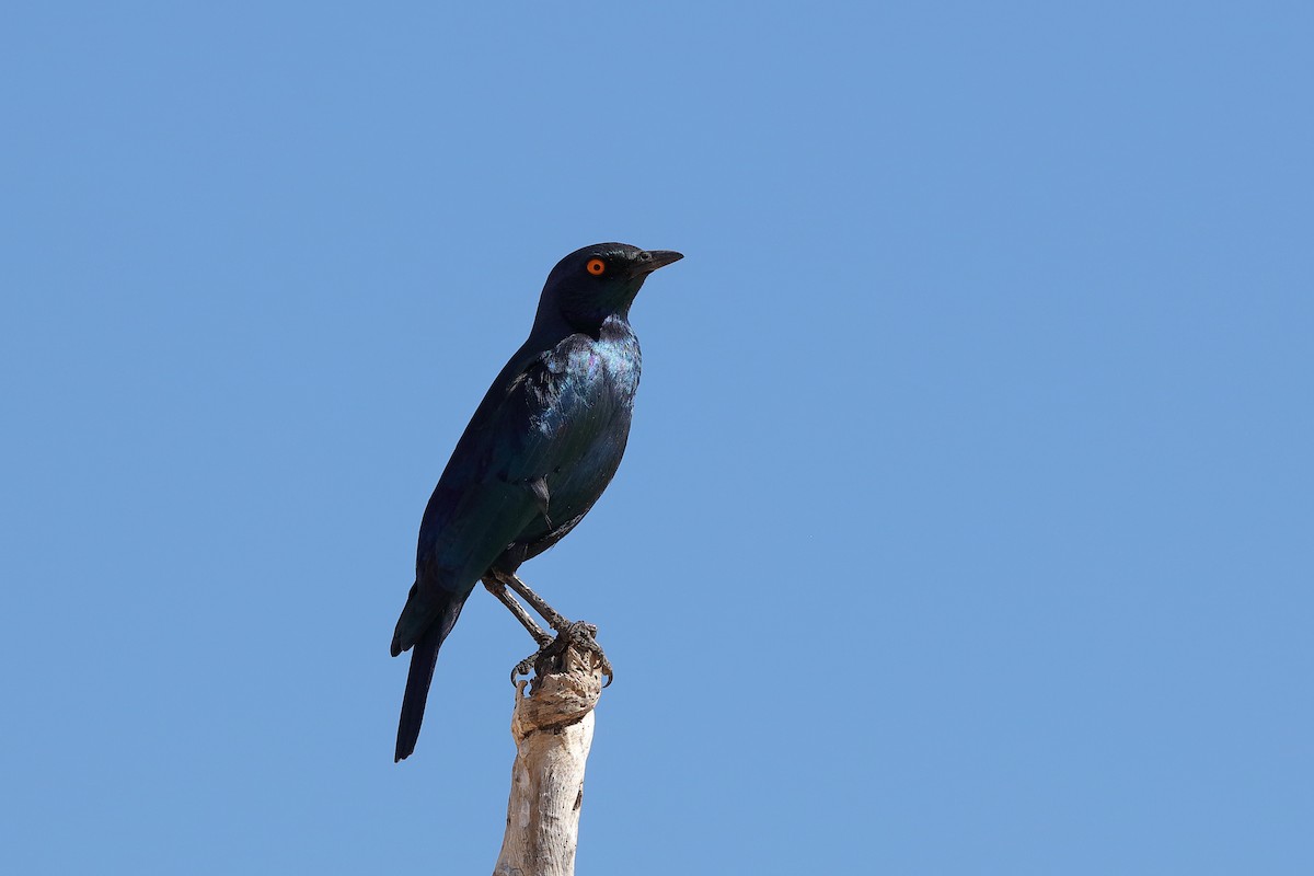 Pale-winged Starling - ML228271291