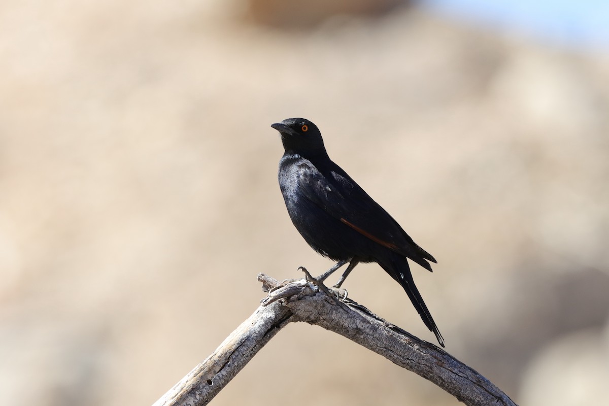 Pale-winged Starling - ML228271351