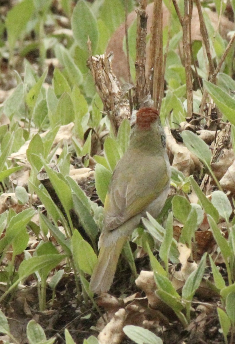 Green-tailed Towhee - ML228271631