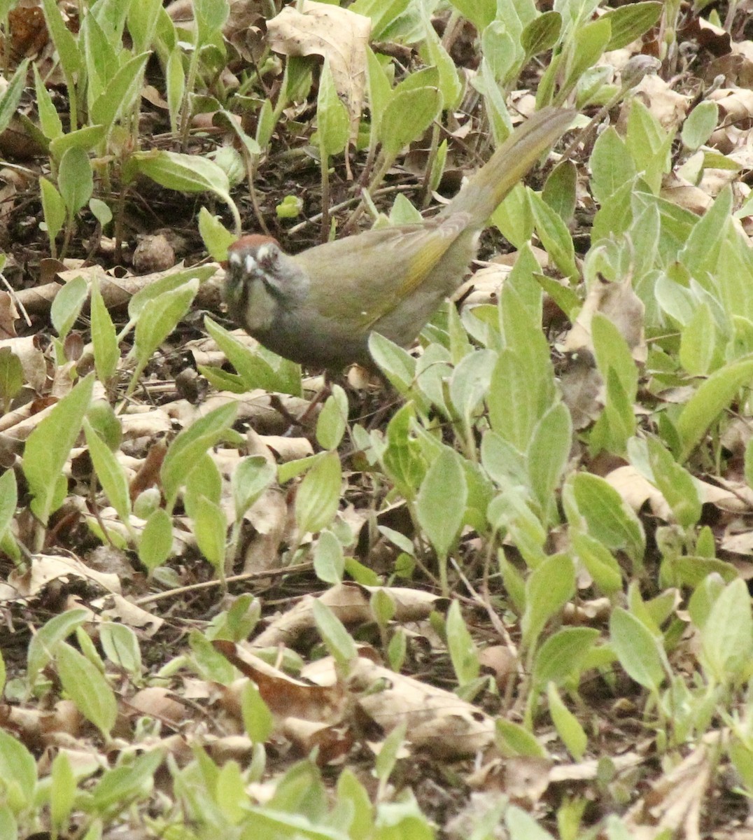 Green-tailed Towhee - ML228271681