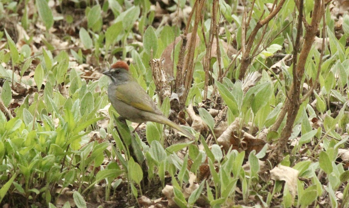 Green-tailed Towhee - ML228271691