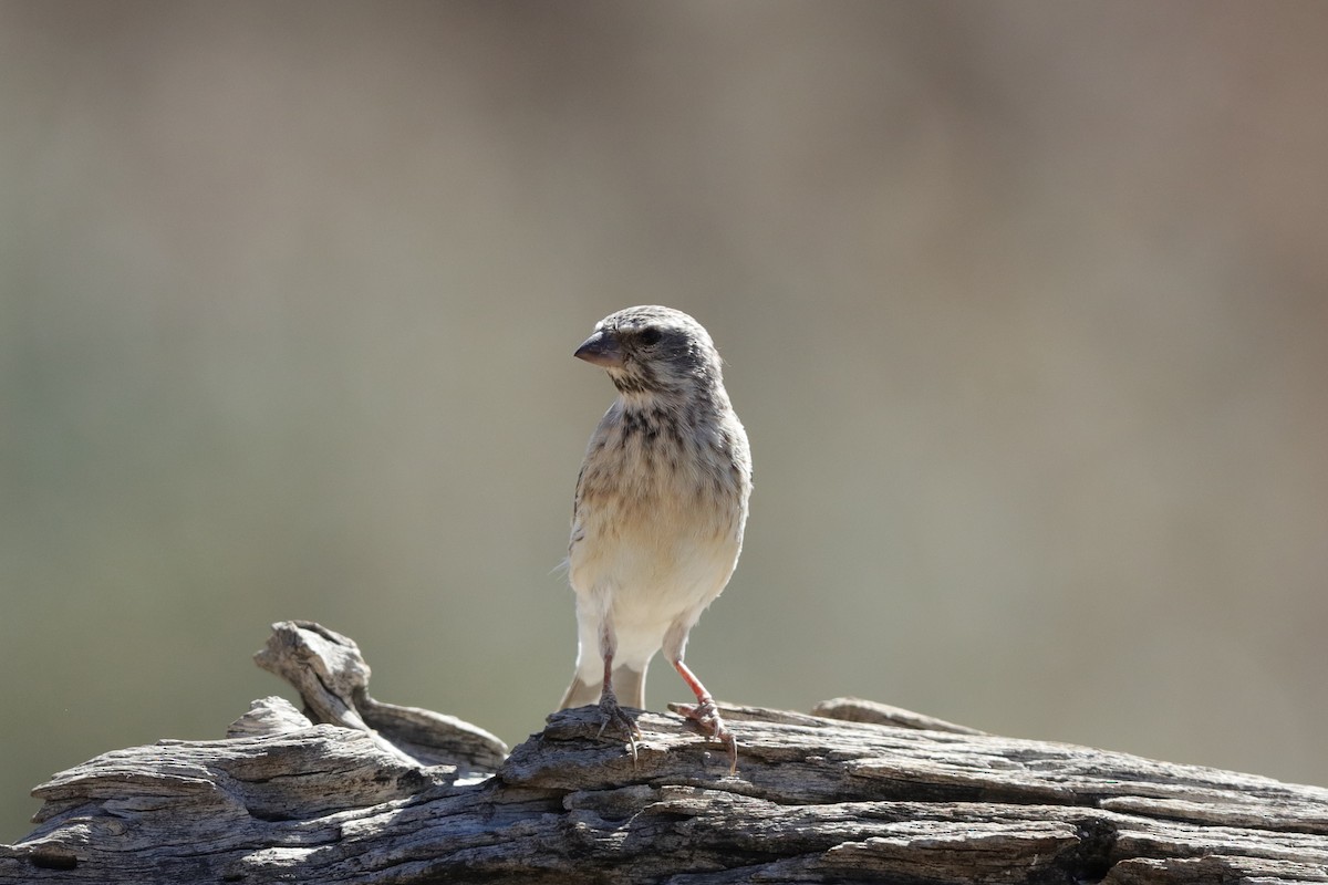 Black-throated Canary - ML228271831