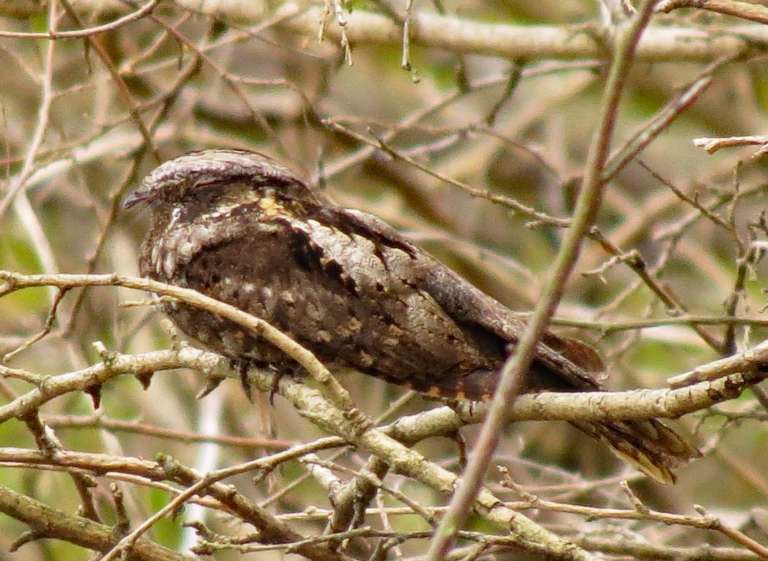 Eastern Whip-poor-will - Don Gorney