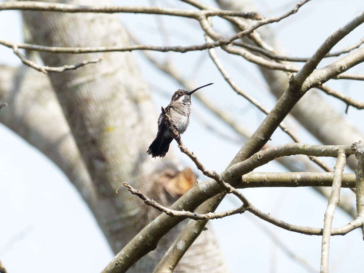 Plain-capped Starthroat - ML228272761