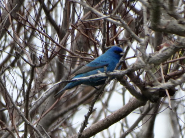 Passerin indigo - ML228273581