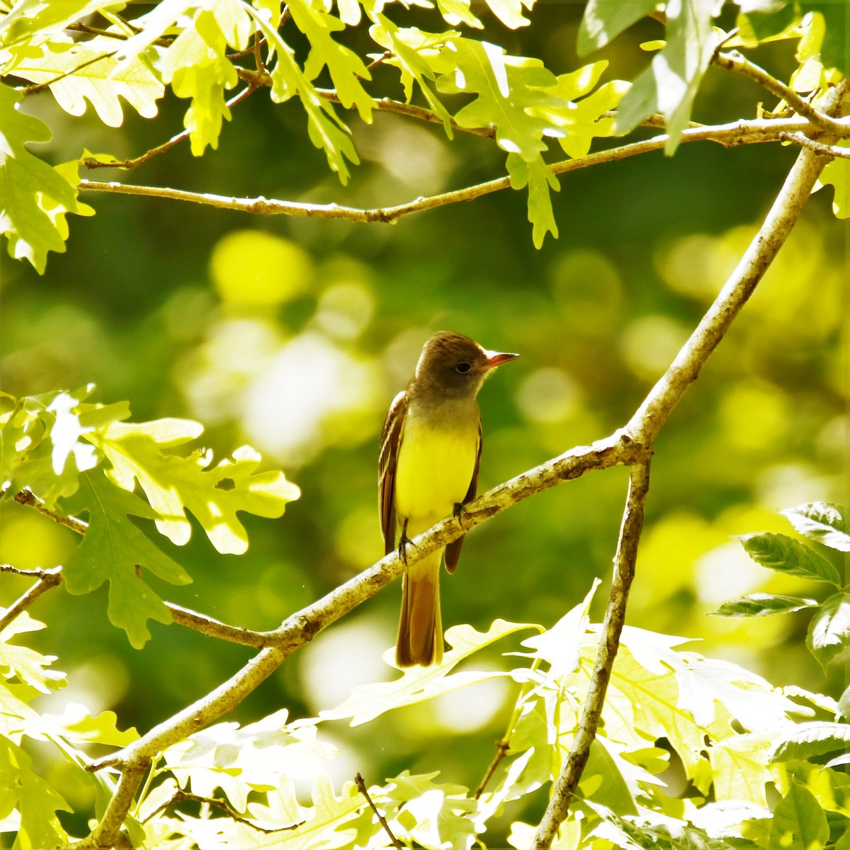 Great Crested Flycatcher - ML228273591