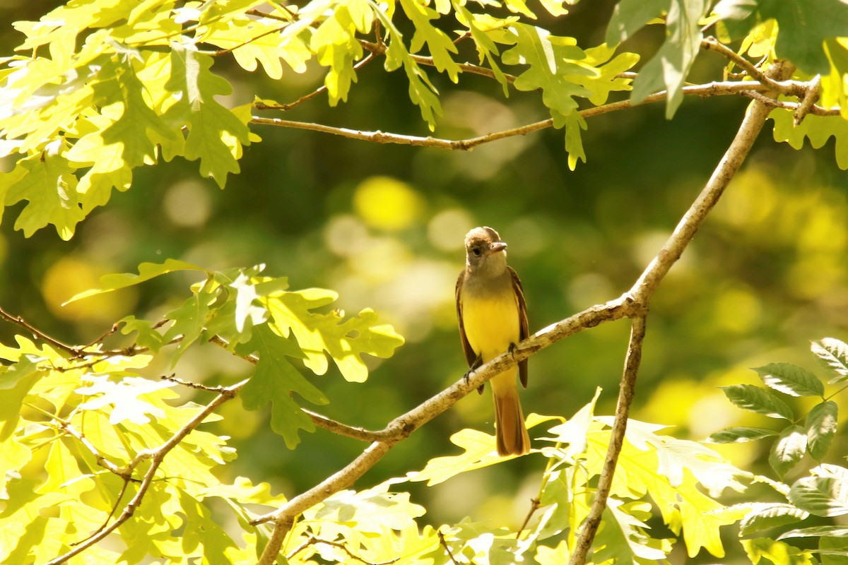 Great Crested Flycatcher - ML228273691