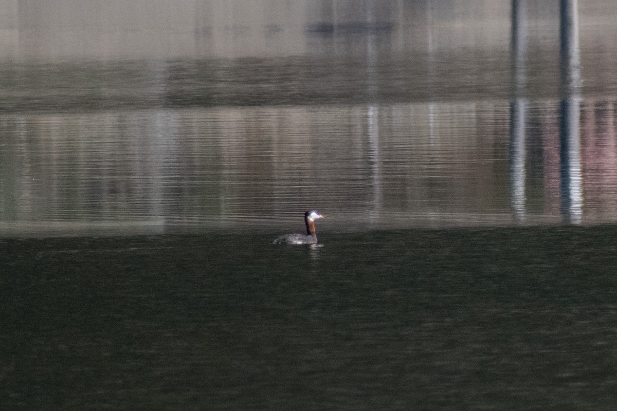 Red-necked Grebe - ML228273881
