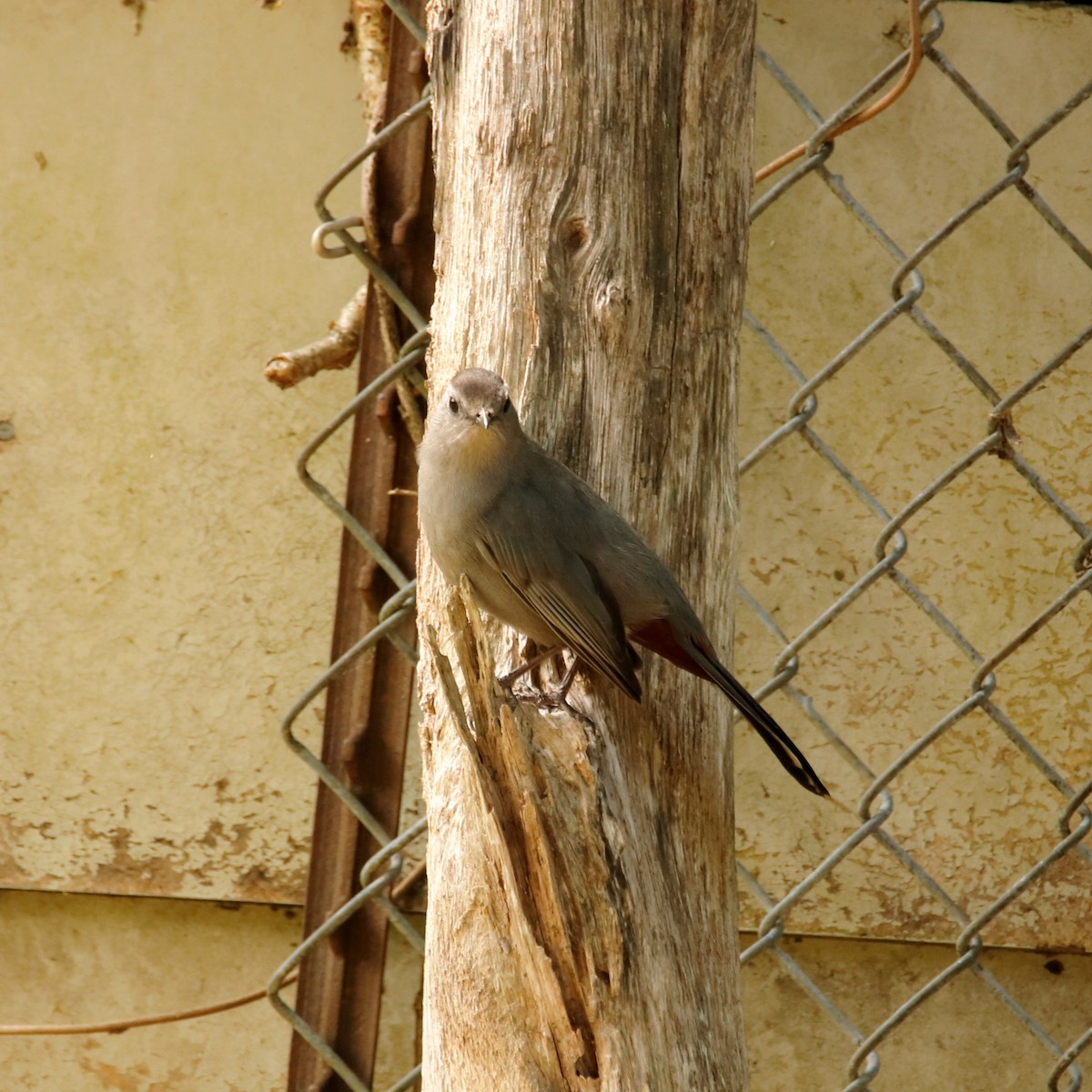 Gray Catbird - ML228274151