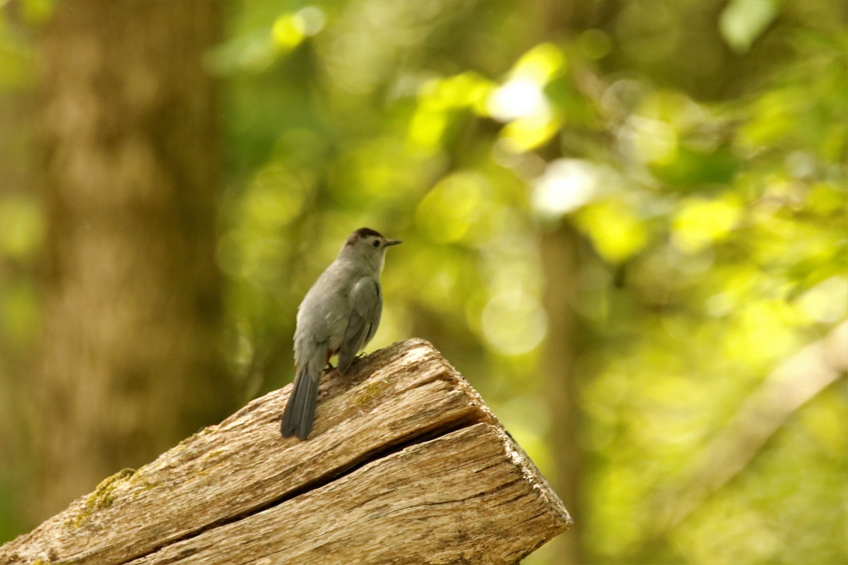 Gray Catbird - ML228274191