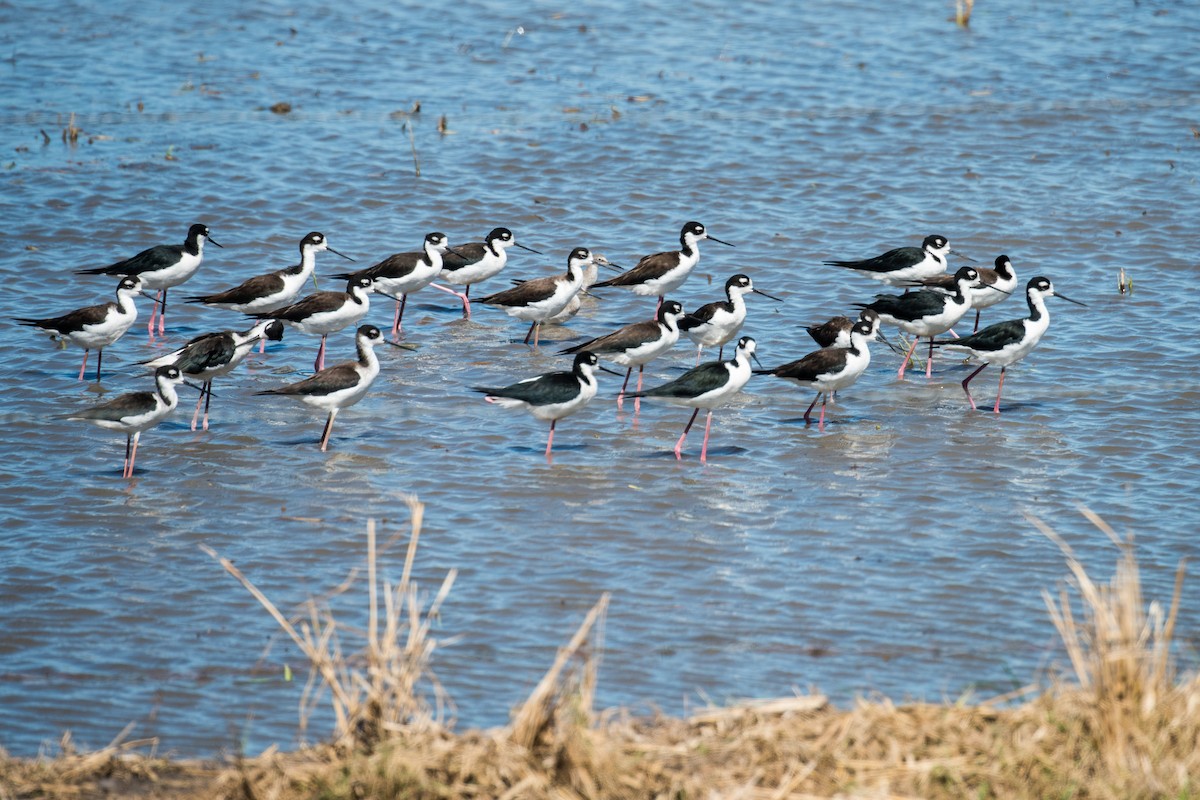 Black-necked Stilt - ML228274341