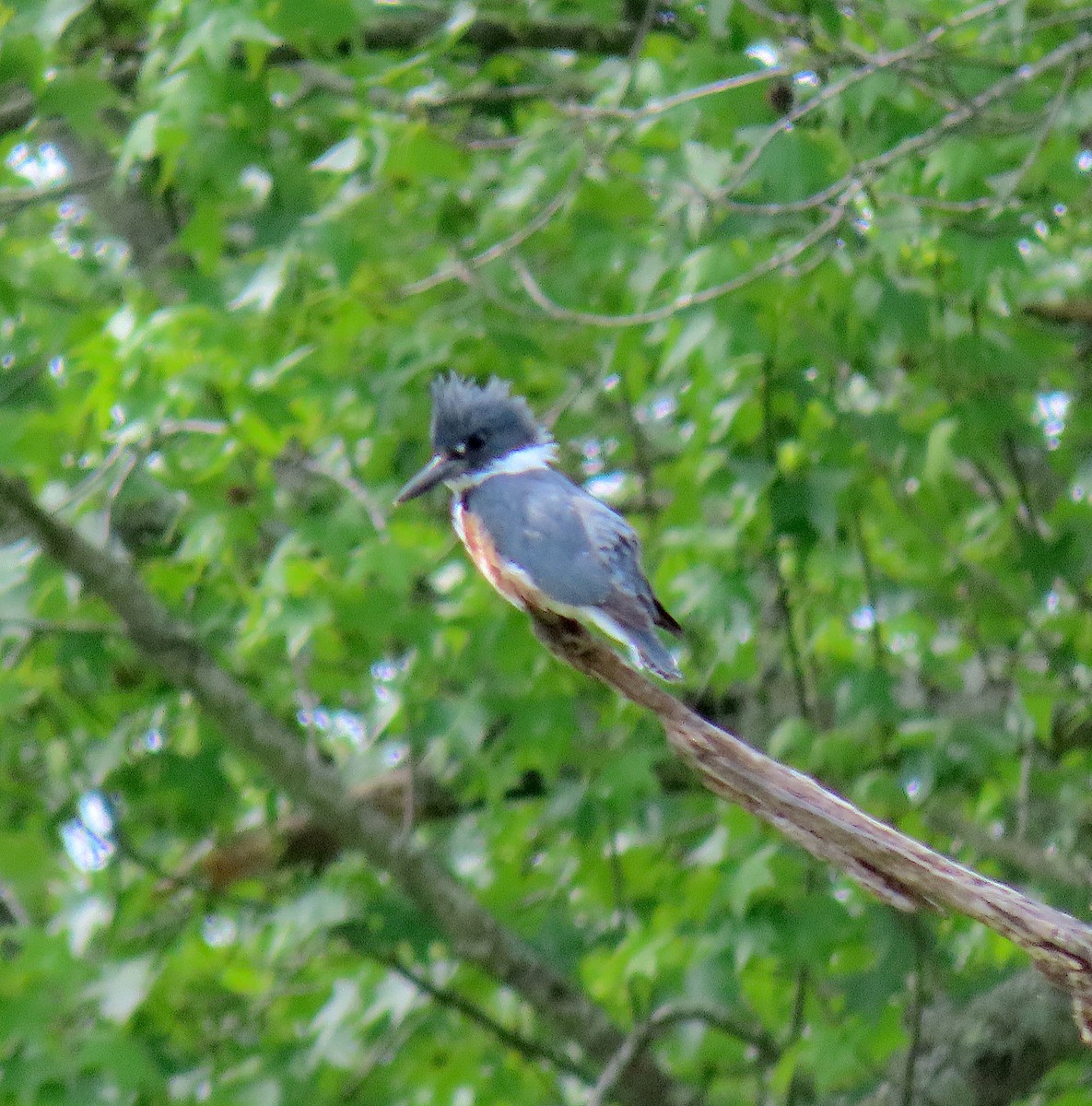 Belted Kingfisher - ML228274591