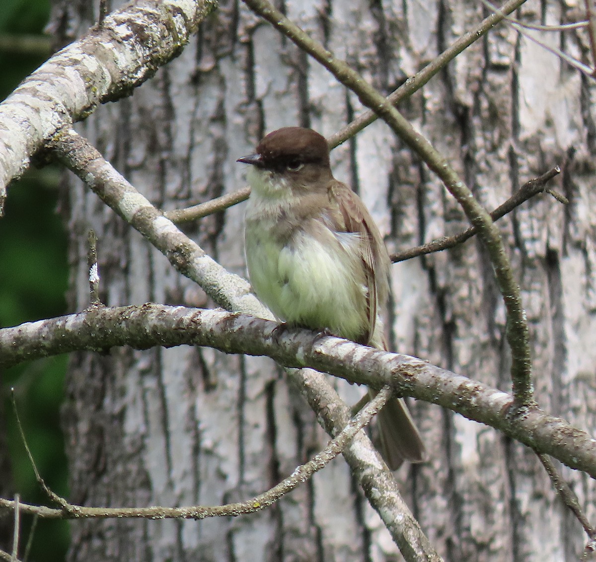 Eastern Phoebe - ML228274711