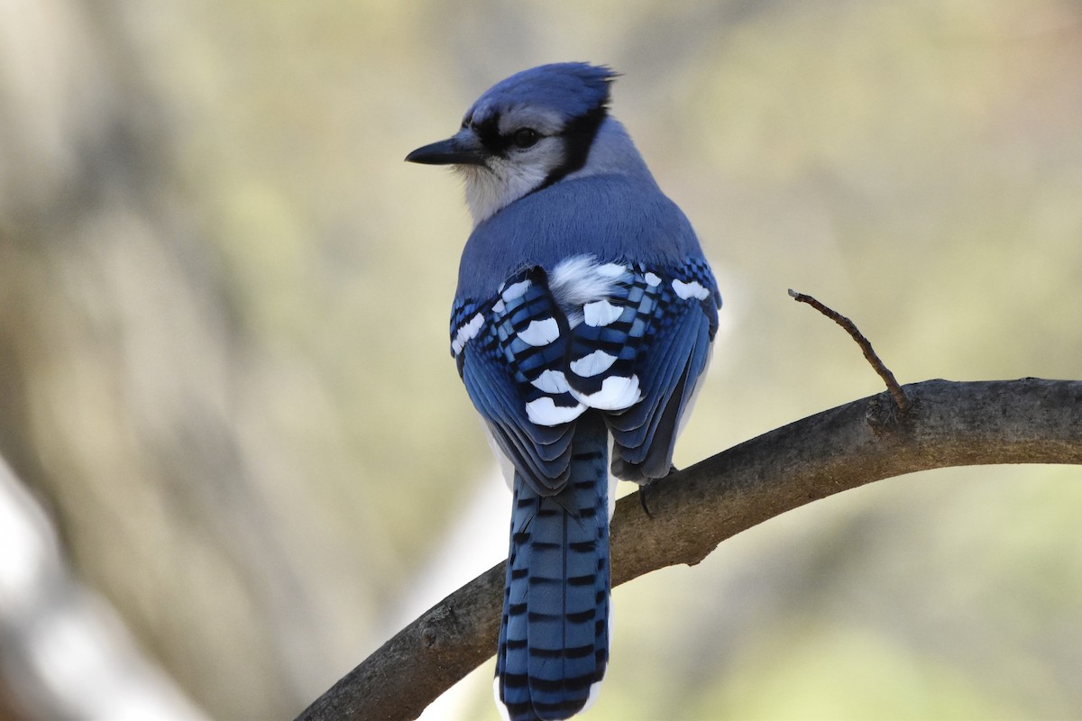 Blue Jay - ML228275281