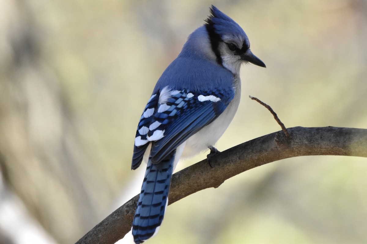 Blue Jay - ML228275291