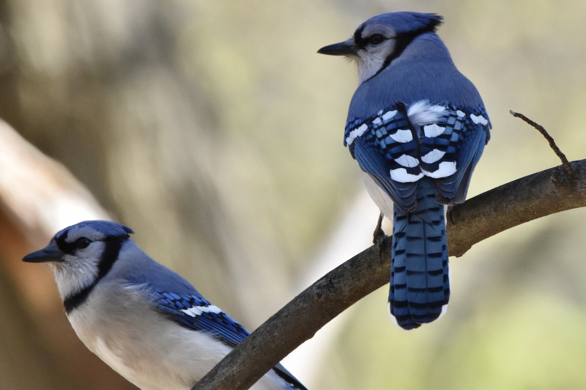 Blue Jay - ML228275301