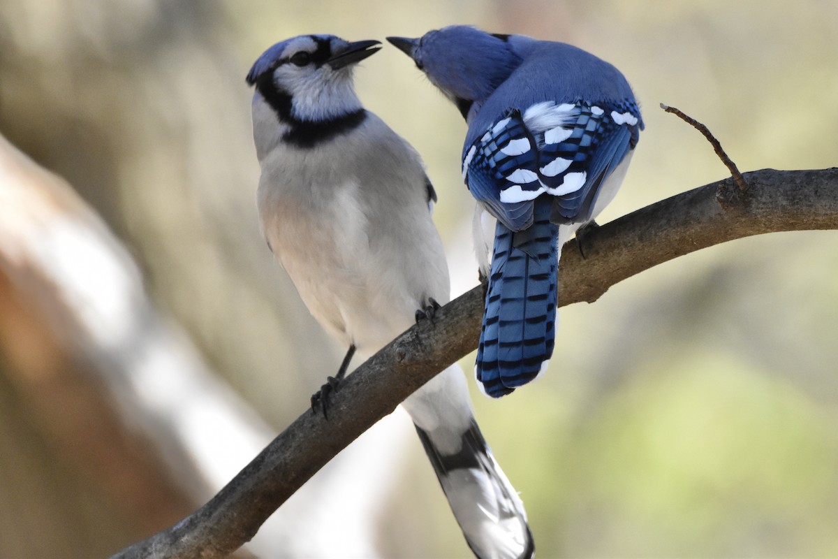 Blue Jay - ML228275311