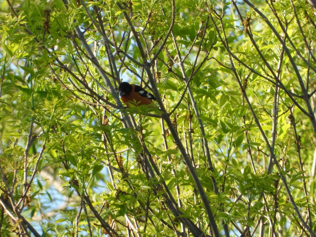 Cardinal à tête noire - ML228276121