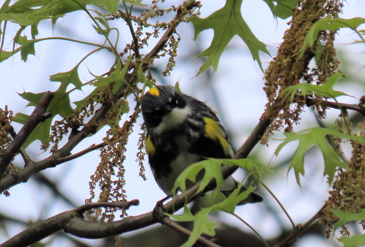 Yellow-rumped Warbler - ML228276271