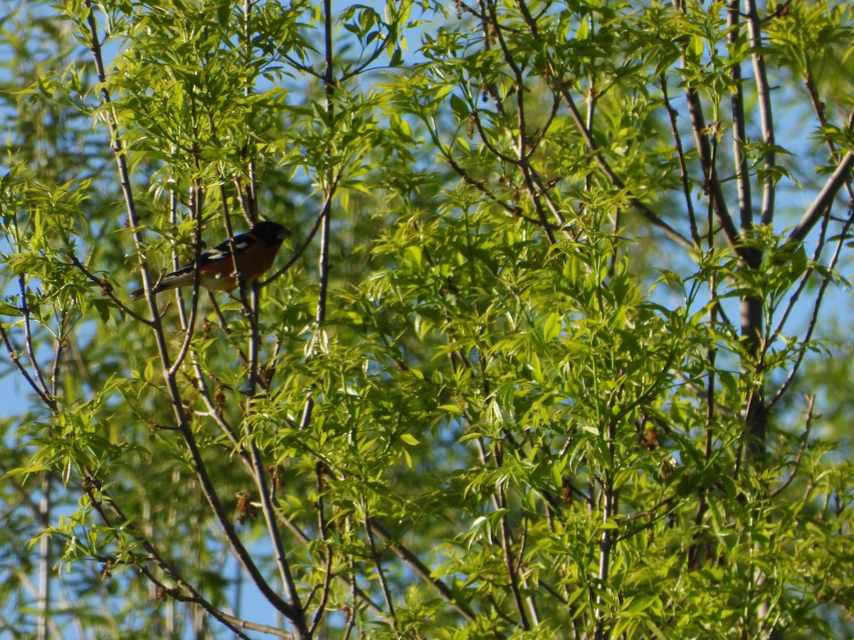 チャバライカル - ML228276431