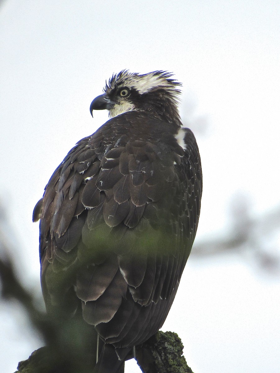 Osprey - ML22827671