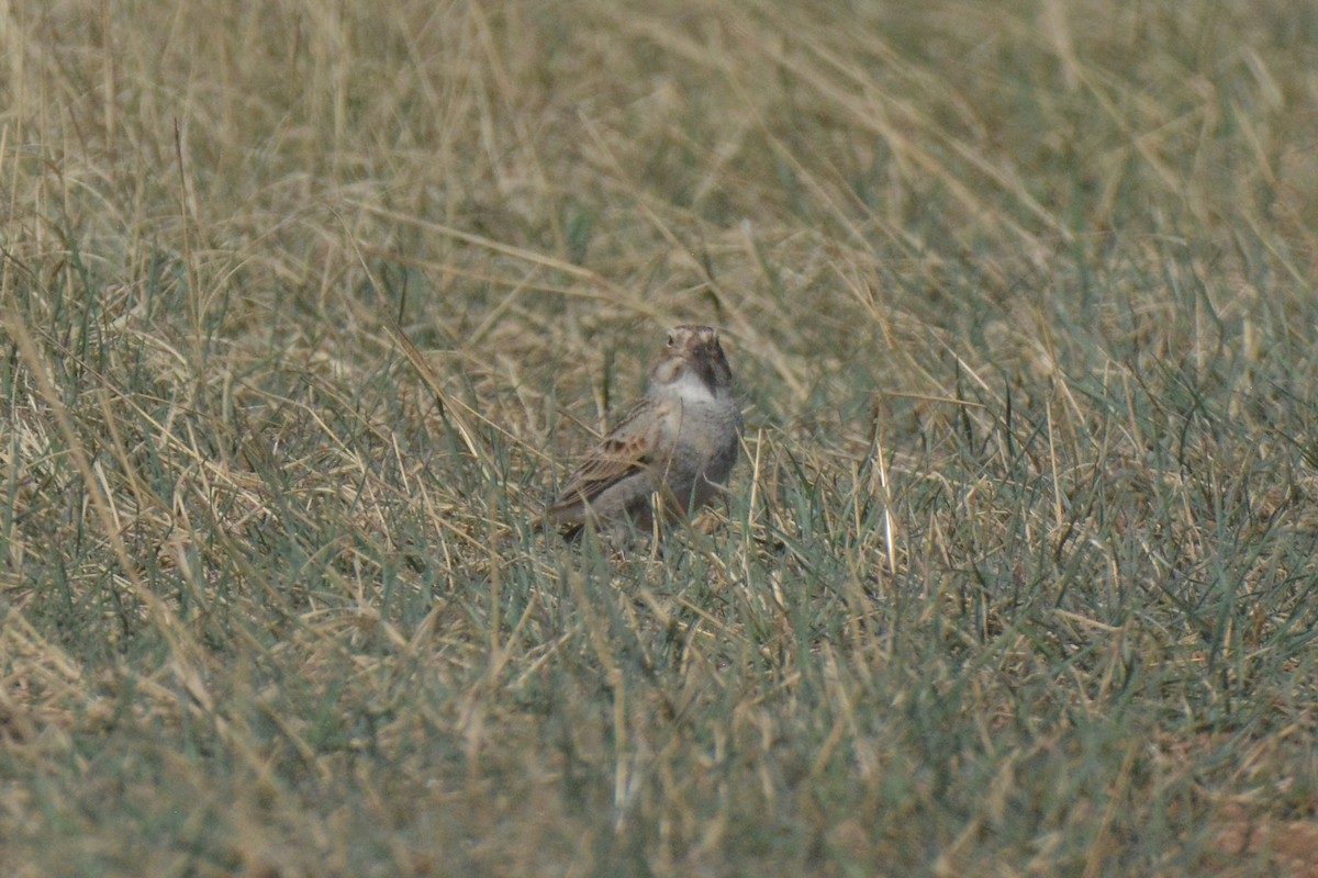 Thick-billed Longspur - ML228277131