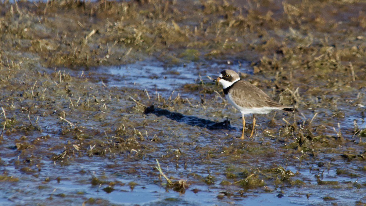 Semipalmated Plover - ML228277331