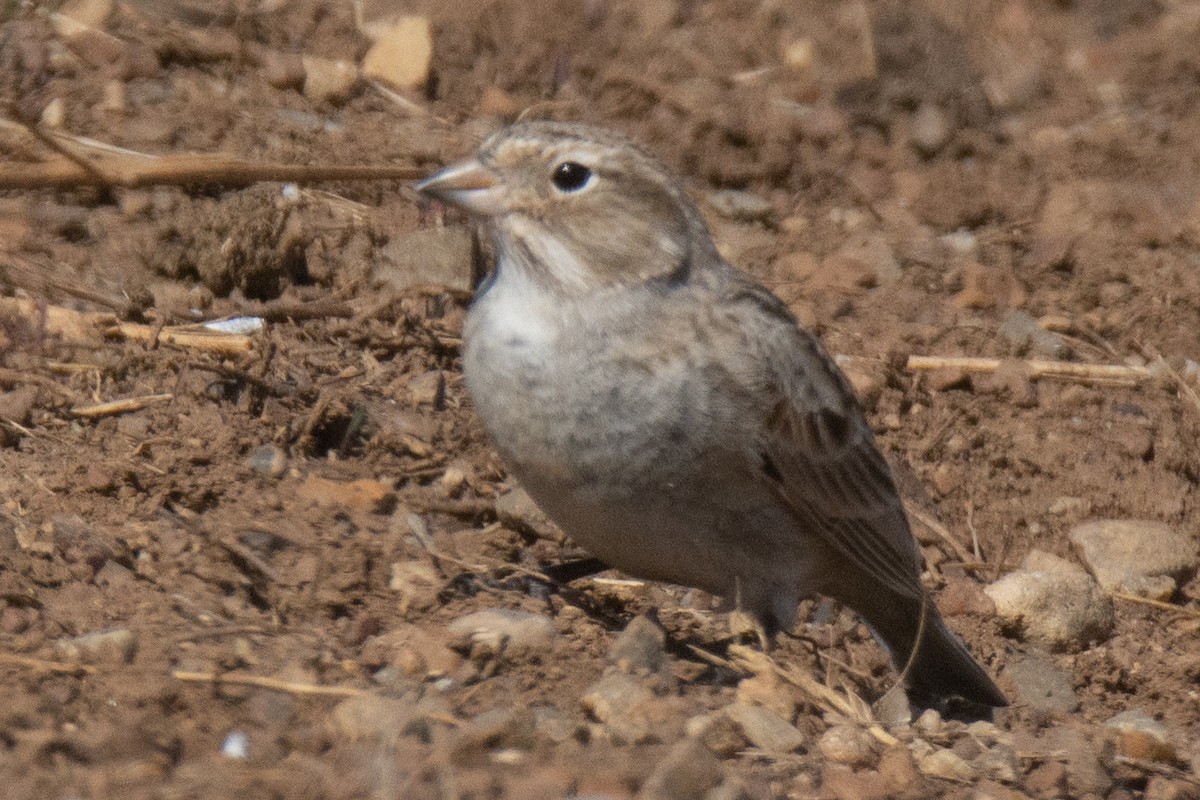 Thick-billed Longspur - ML228277771