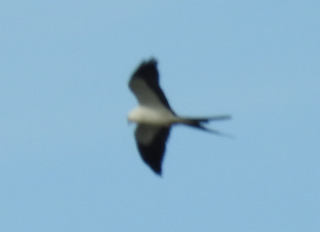 Swallow-tailed Kite - Michael Weisensee