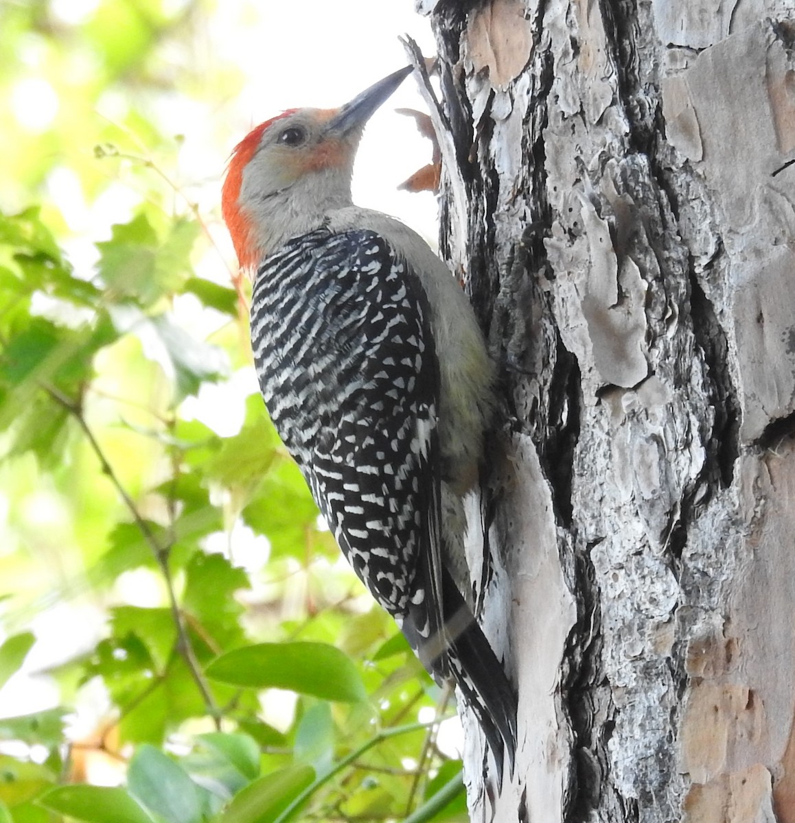 Red-bellied Woodpecker - ML228280541