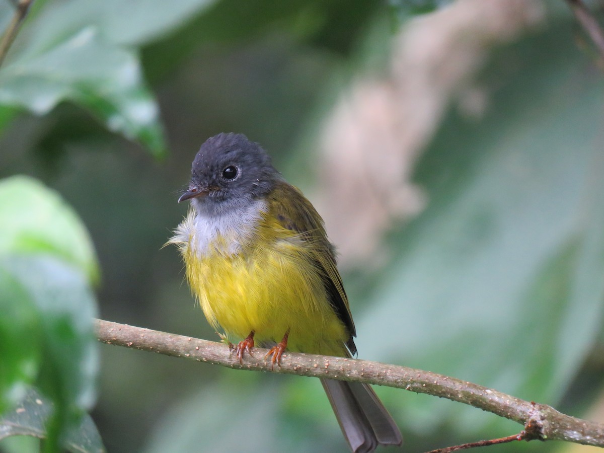 Gray-headed Canary-Flycatcher - Krishnamoorthy Muthirulan