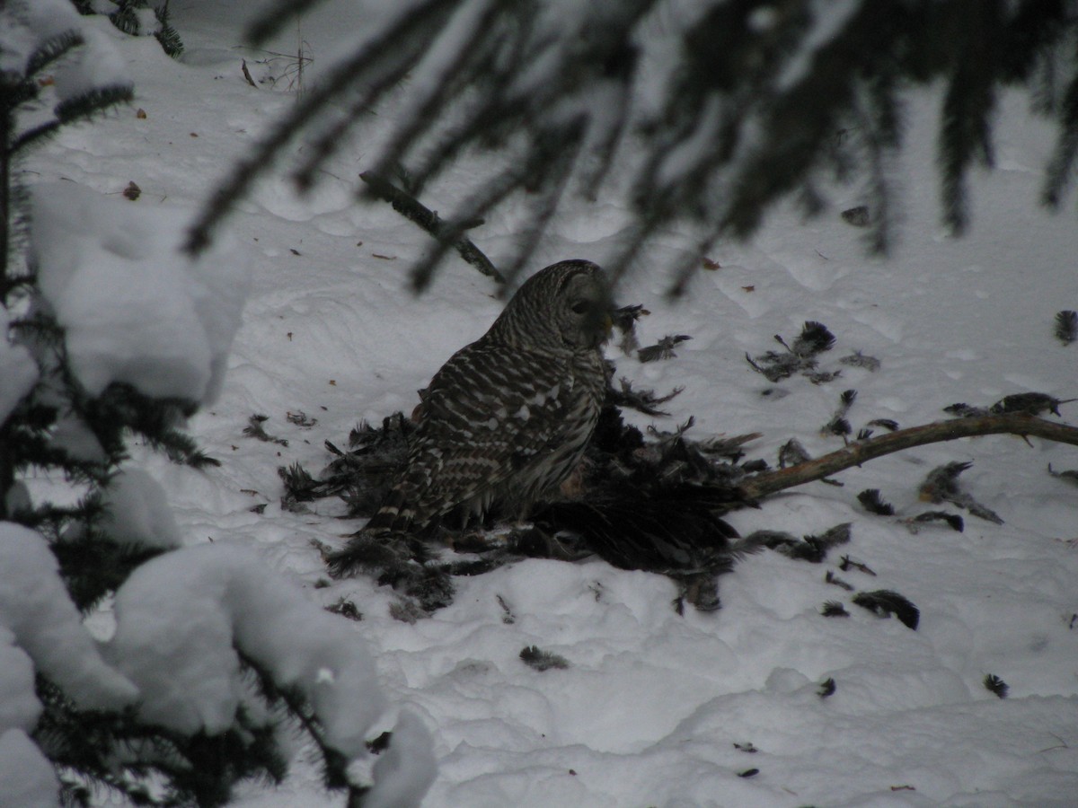 Barred Owl - ML22828101