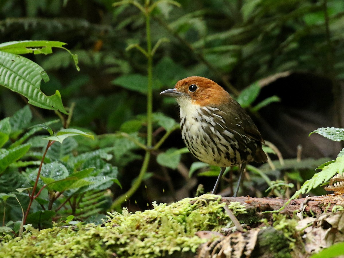 Chestnut-crowned Antpitta - Stephen Mirick